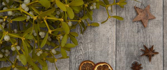 ZIMMERPFLANZEN ZU WEIHNACHTEN ZIMMERPFLANZEN ZU WEIHNACHTEN