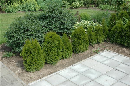 TOP 5 HECKENPFLANZEN im portrait TOP 5 HECKENPFLANZEN im portrait