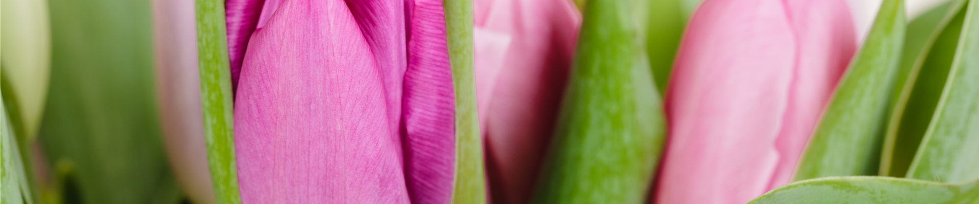 Tulipa