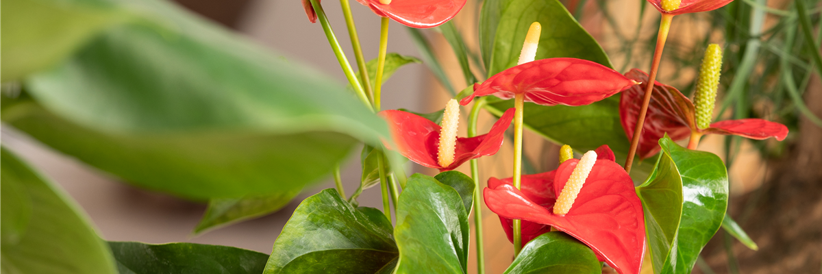 Anthurium x andreanum, rot