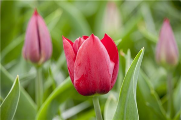 SCHöNSTES FRüHLINGSQUARTETT