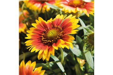 DAUERHAFT SCHöN! DAUERHAFT SCHöN!