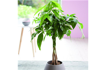 LEBE GRüNER! LEBE GRüNER!