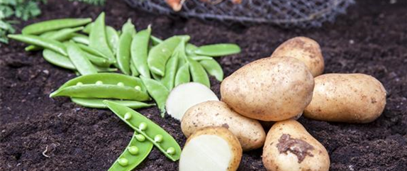 ERNTEDANKFEST  ERNTEDANKFEST