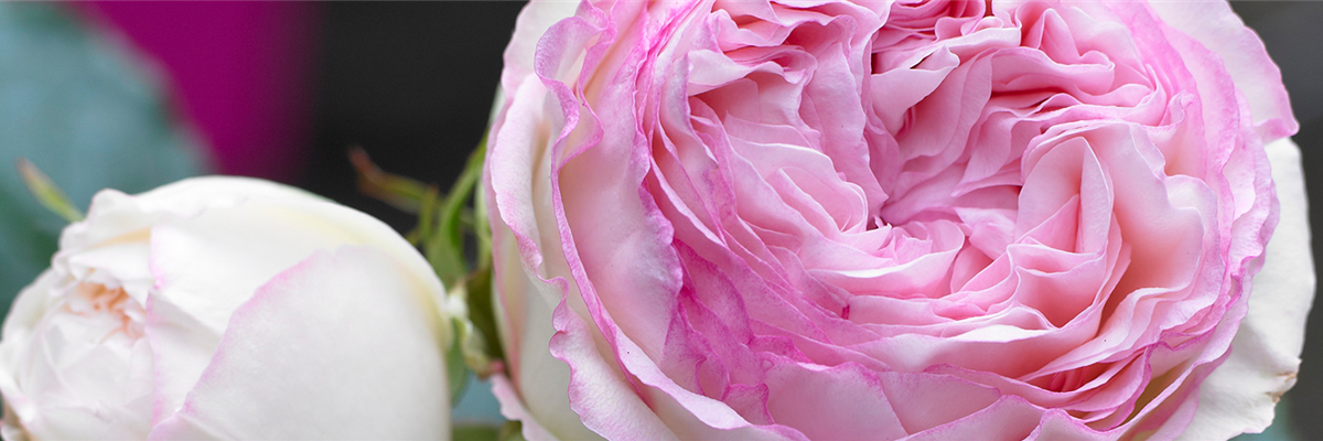 STRAUCHROSE 