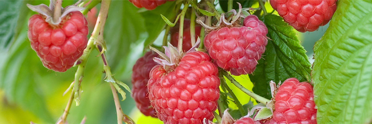 Ernteverlängerung bei Beerenobst