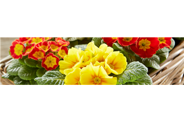 JECKE PFLANZEN UND DEKO