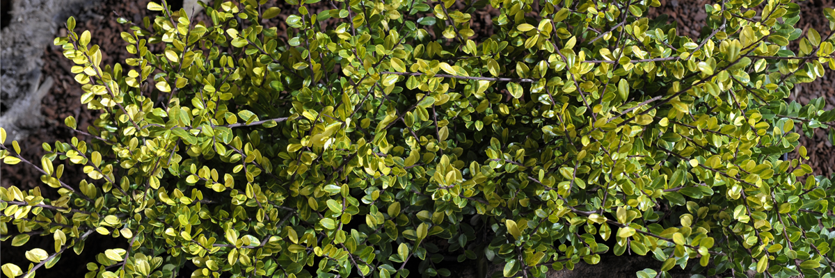 BESTECHENDE SCHöNHEITEN