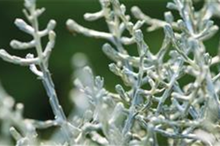 Stacheldraht Stacheldraht