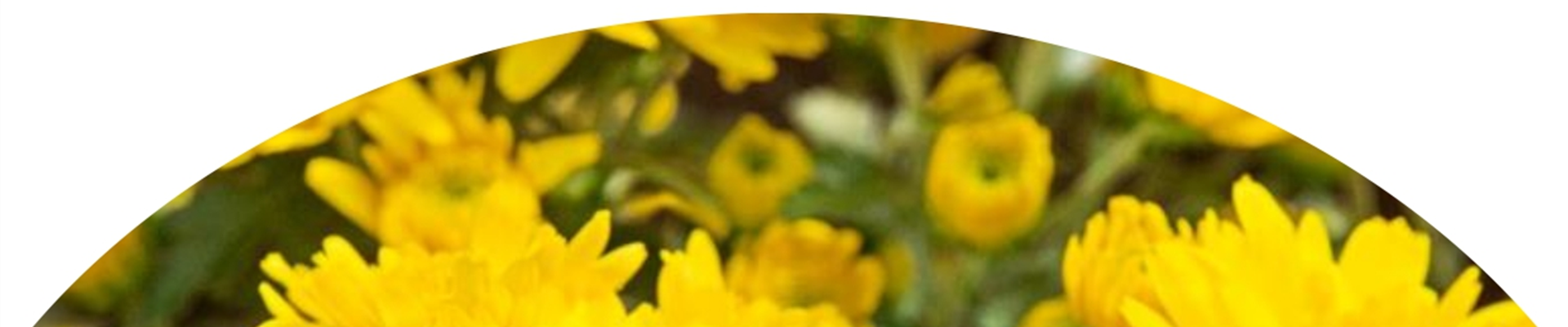 BLüTEN FüR DEN HERBSTBALKON!