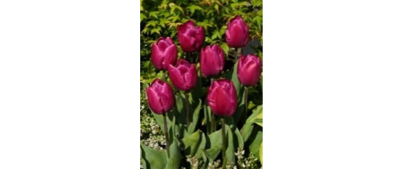 EINE TüTE VOLL FRüHLING! EINE TüTE VOLL FRüHLING!