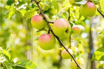 STREUOBSTWIESE - GESUNDHEIT ZUM SELBERPFLüCKEN