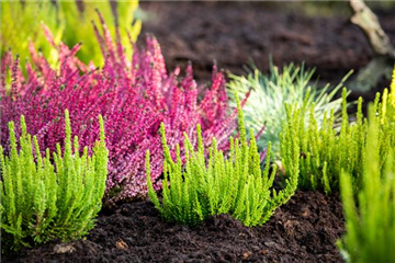 DER HEIDEGARTEN! DER HEIDEGARTEN!