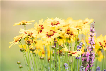 GARTEN-FEELING FüR DEN BALKON
