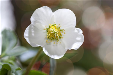 SCHöNE CHRISTROSEN!