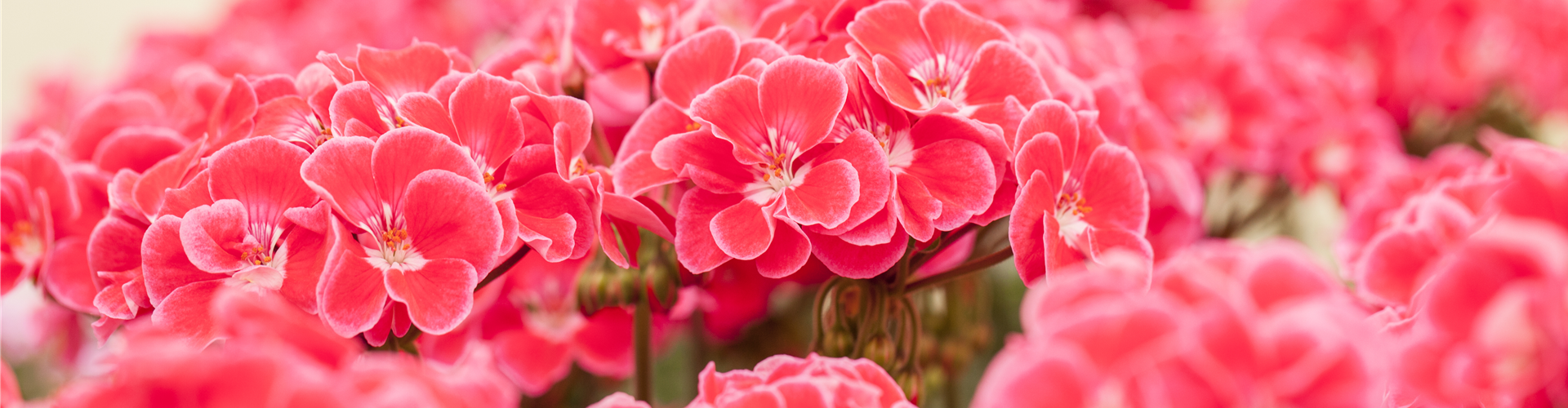 Pelargonium