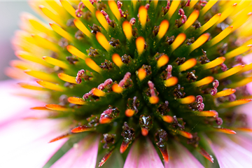 Echinacea
