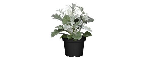 EIN KUNTERBUNTER HERBST! EIN KUNTERBUNTER HERBST!