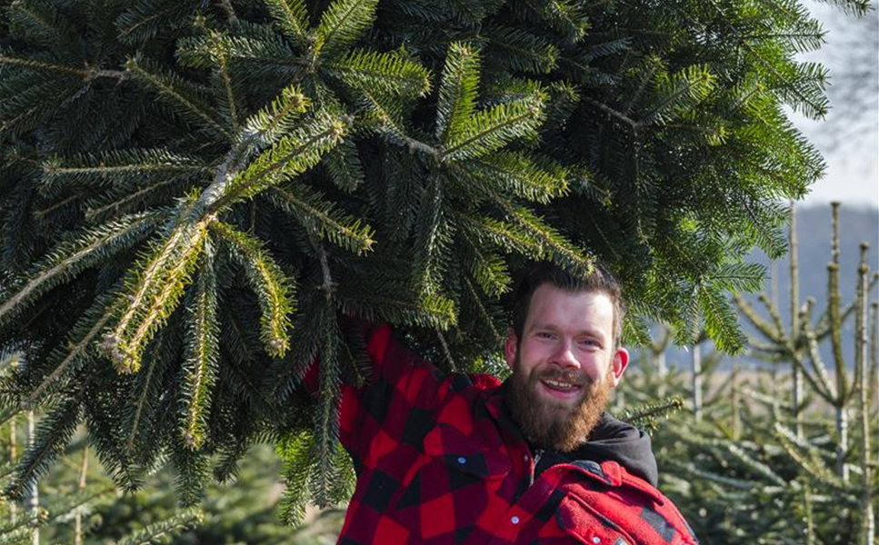 Weihnachtsbaum-Verkauf