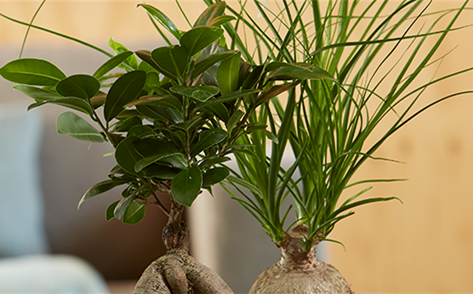 Angebote - Aktuelle Angebote im Gartencenter