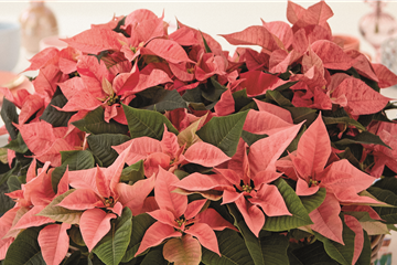 KLASSISCHE WEIHNACHTEN!