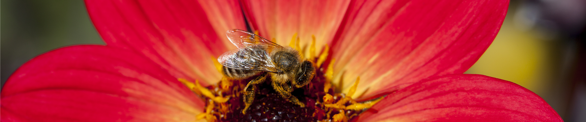 Dahlia 'Happy Single Flame'