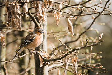 TIPPS ZUR WINTERVOGELFüTTERUNG! TIPPS ZUR WINTERVOGELFüTTERUNG!