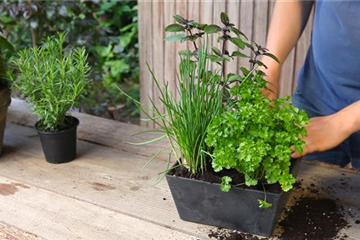 Kräutertopf - Bepflanzen