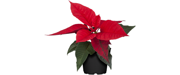 WEIHNACHTEN BEGINNT ZUHAUSE!