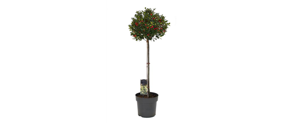 LICHTBLICKE IM WINTER-GARTEN! LICHTBLICKE IM WINTER-GARTEN!