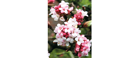 LICHTBLICKE IM WINTER-GARTEN! LICHTBLICKE IM WINTER-GARTEN!