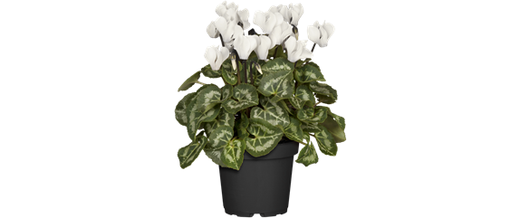 SCHöNE SCHLICHTHEIT!