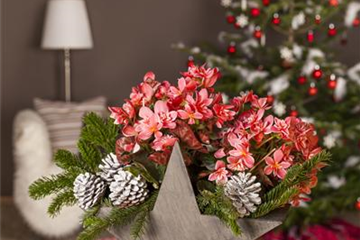 ADVENT - MIT SCHöNEN IDEEN DURCH DIE VORWEIHNACHTSZEIT ADVENT - MIT SCHöNEN IDEEN DURCH DIE VORWEIHNACHTSZEIT