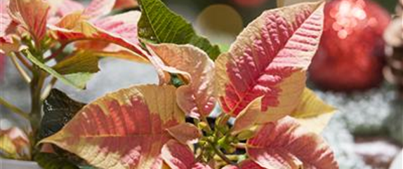 ADVENT - MIT SCHöNEN IDEEN DURCH DIE VORWEIHNACHTSZEIT ADVENT - MIT SCHöNEN IDEEN DURCH DIE VORWEIHNACHTSZEIT