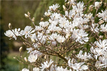 FRüHBLüHENDE GEHöLZE! FRüHBLüHENDE GEHöLZE!