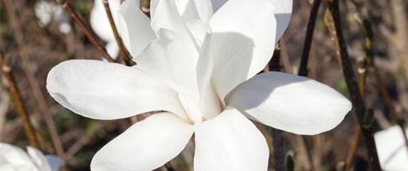 FRüHBLüHENDE GEHöLZE! FRüHBLüHENDE GEHöLZE!