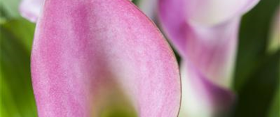 DIE TOP 8 DER WINTERBLUMEN DIE TOP 8 DER WINTERBLUMEN