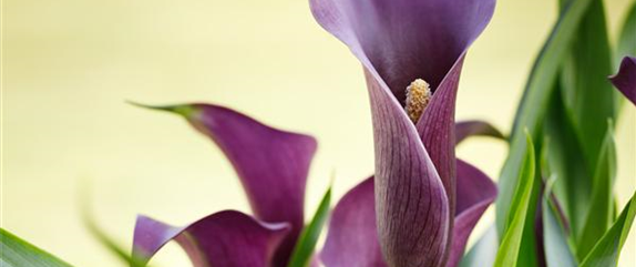 DIE TOP 8 DER WINTERBLUMEN DIE TOP 8 DER WINTERBLUMEN