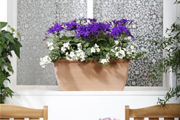 WINTERHARTE PFLANZEN FüR DEN BALKON WINTERHARTE PFLANZEN FüR DEN BALKON